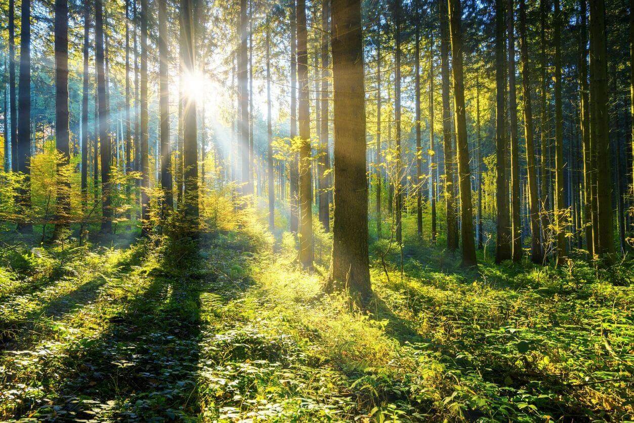 Sunlight streaming through a lush forest with tall trees.